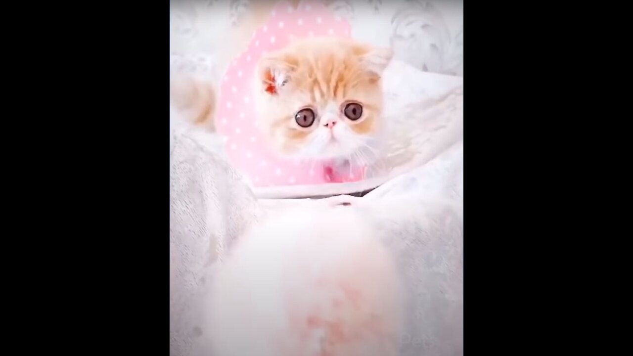 Extremely Cute and Amazing Cats and Dog's Life. Adorable PETS at its BEST Videos