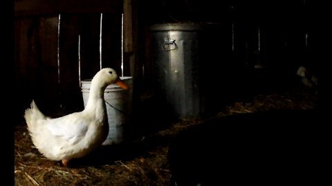 Ducks in their Coop Drink from Buckets