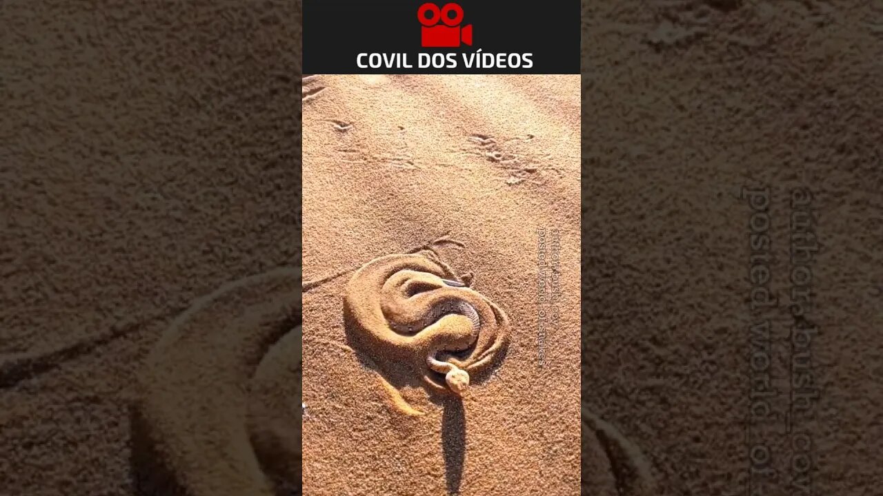 olha como as cobras fazem para se esconder na areia