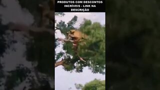 briga de leão e leopardo em cima da arvore 😮😮😮