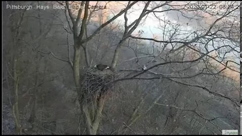 Hays Eagles Dad snaps branch on nest tree 12220