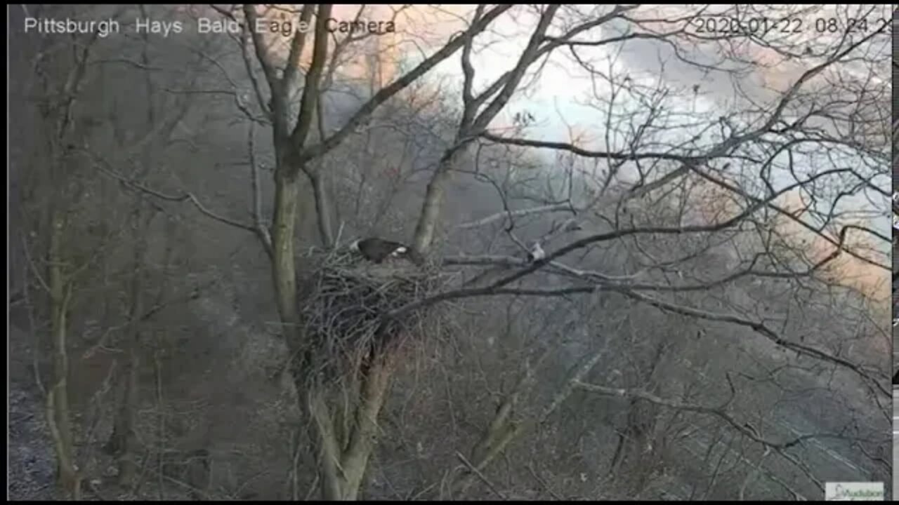 Hays Eagles Dad snaps branch on nest tree 12220