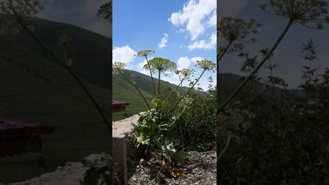 YAYLADAN BAMBAŞKA BİR ÇİÇEK TÜRÜ.