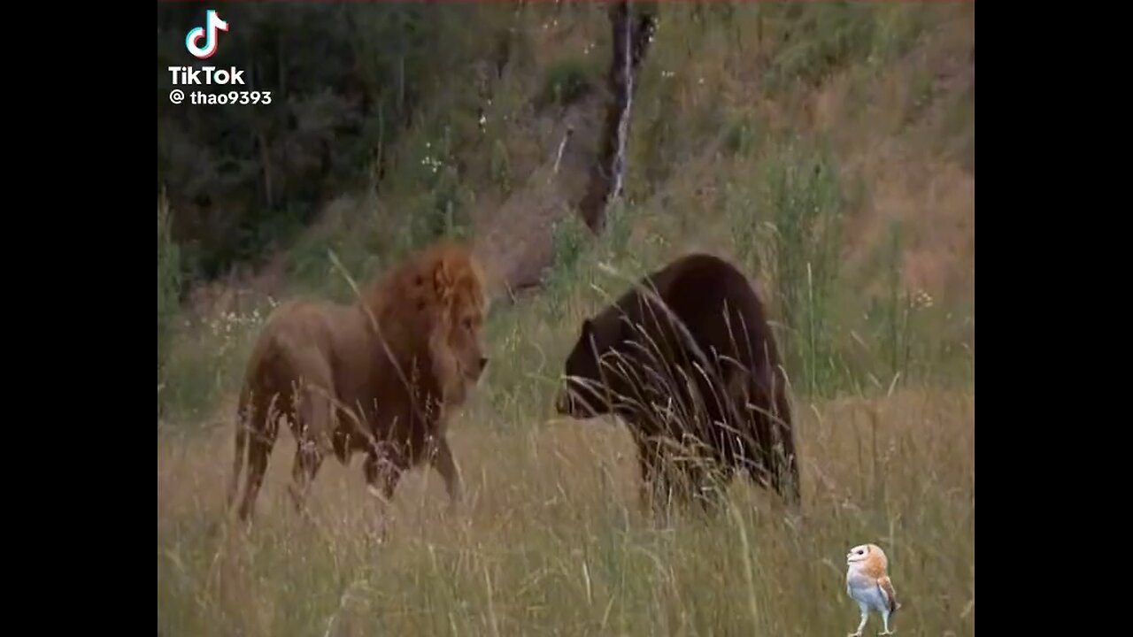 The fight of lion and black bear