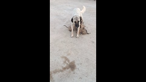 That's Love - Feeding the Puppies