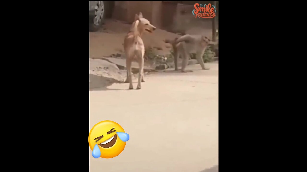 New Funny Videos 2024 😍 Funniest Cats & Dogs Videos🐶😹