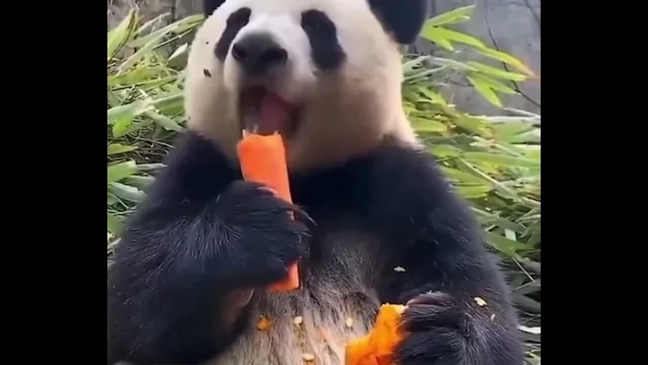 Panda Eating a Carrot - How long can you watch? - Amazing Animals