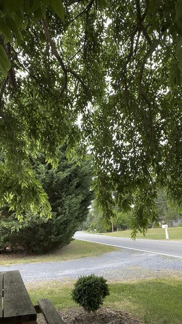 The fawn escapes a near tragedy