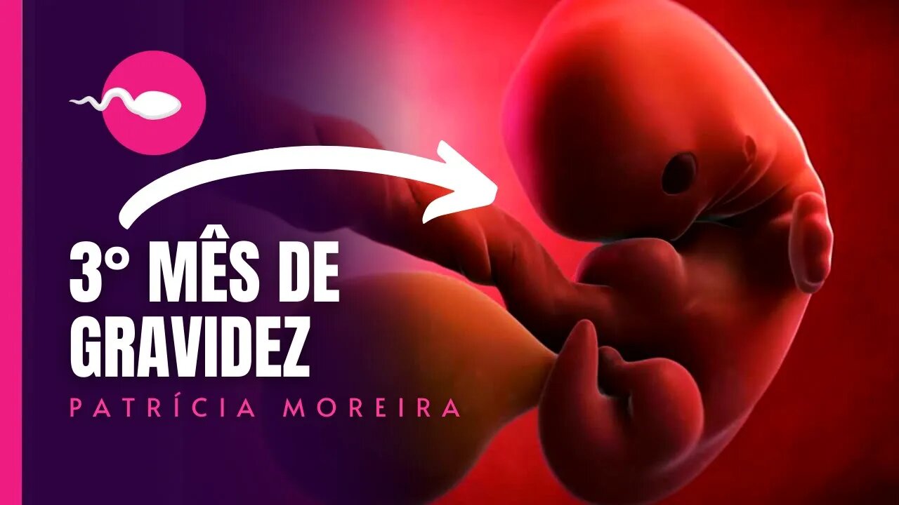 3 MESES DE GRAVIDEZ | Semanas 9, 10, 11, 12