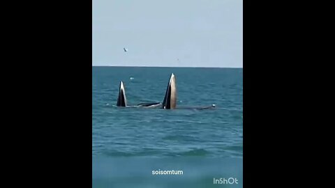 Rare BRYDE WHALE Sighting in Thailand 😱