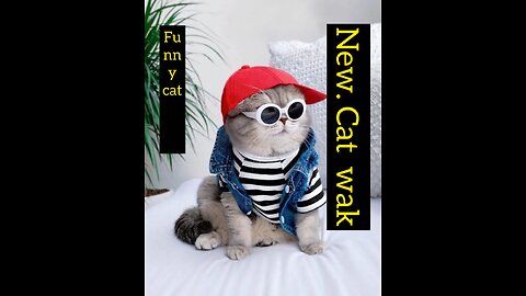 All animal full fun and s w k 😿😺🐾🤪
