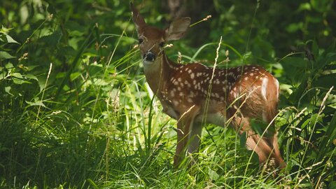 Backyard Fawn