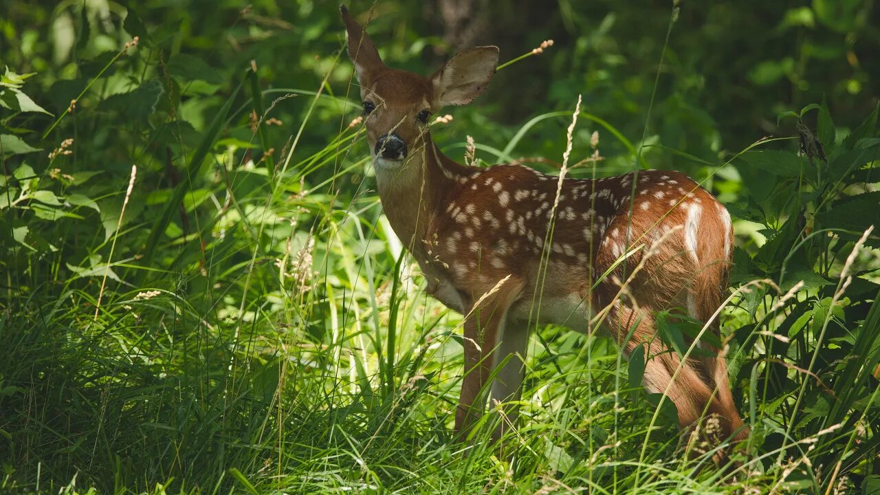 Backyard Fawn