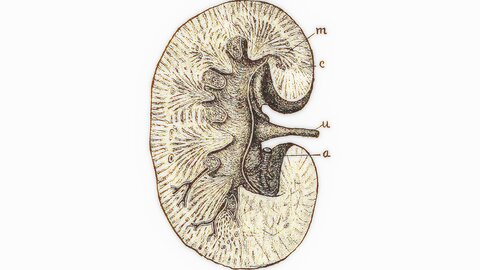 A Harvard Engineer didn't listen to his doctor. This Is How His Kidneys Shut Down.