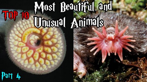 TOP 10 MOST BEAUTIFUL AND UNUSUAL ANIMALS part 4