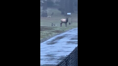 Cemetery bull wanted to kick me in the neck