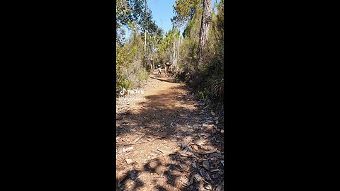 funny lemur hopping