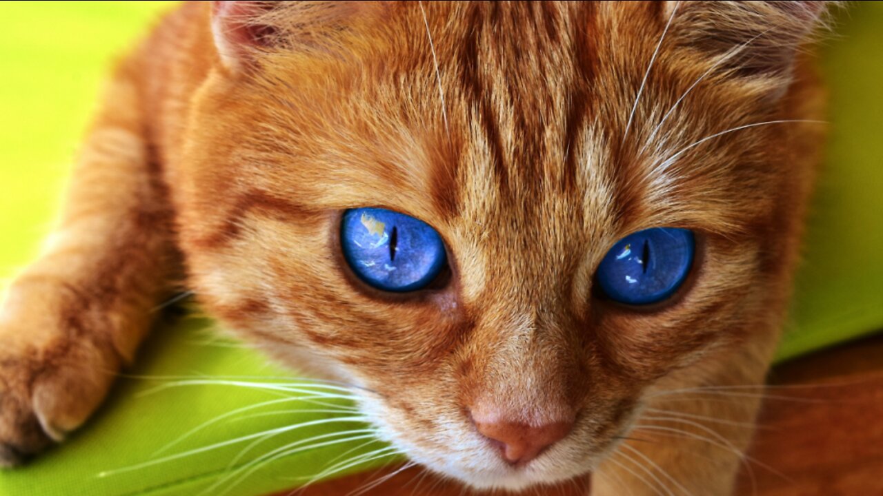😹 Funny Cats 😂 Animal Funny #2