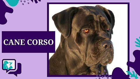 CANE CORSO: TUDO SOBRE A RAÇA