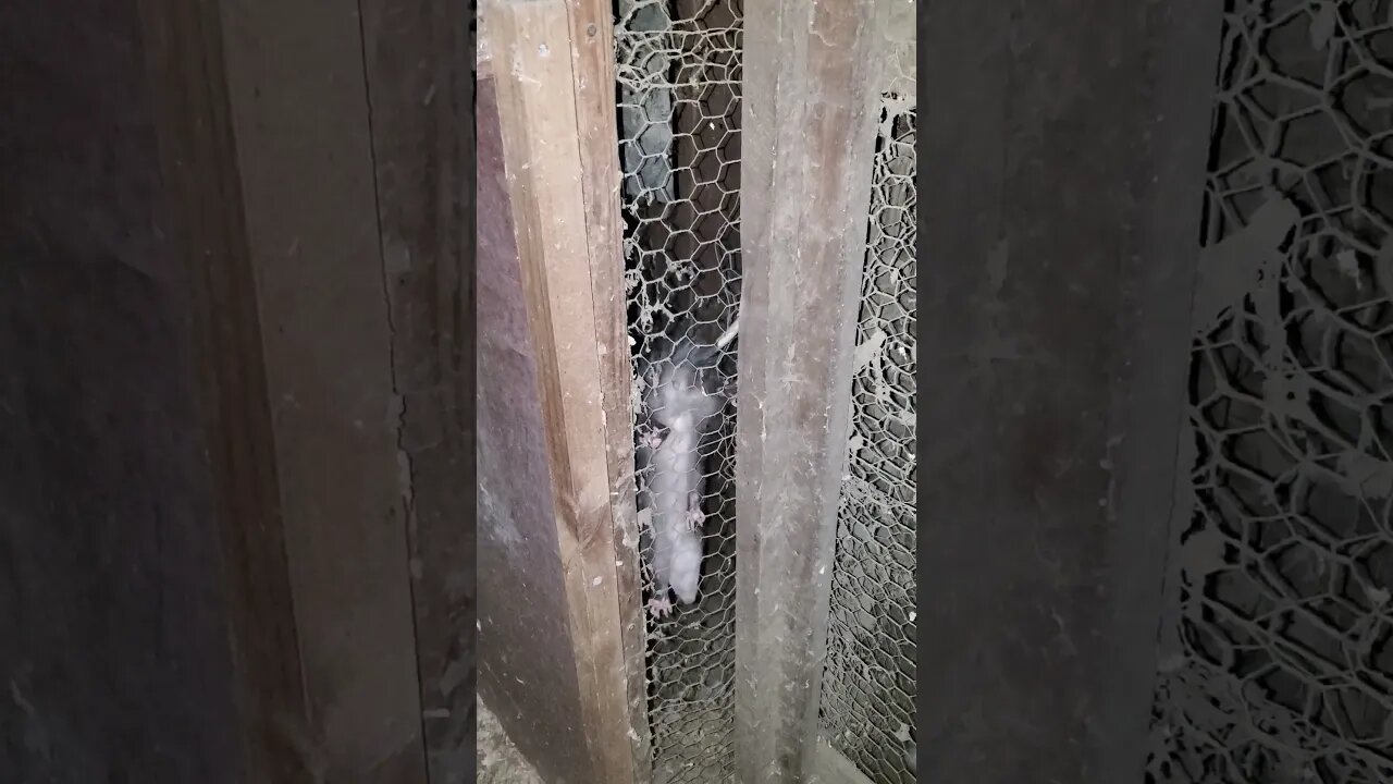 Check this out - juvenile opossum lurking outside chicken coop #shorts