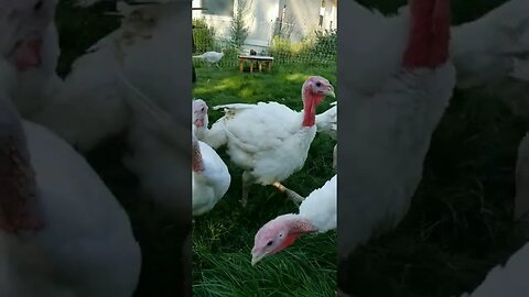 #turkeys #homesteading #homestead #farmanimals #farm #farmlife