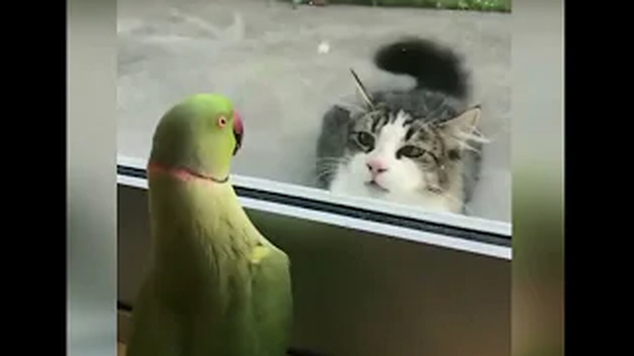 parrot and cat playing hide and seek through the window glass