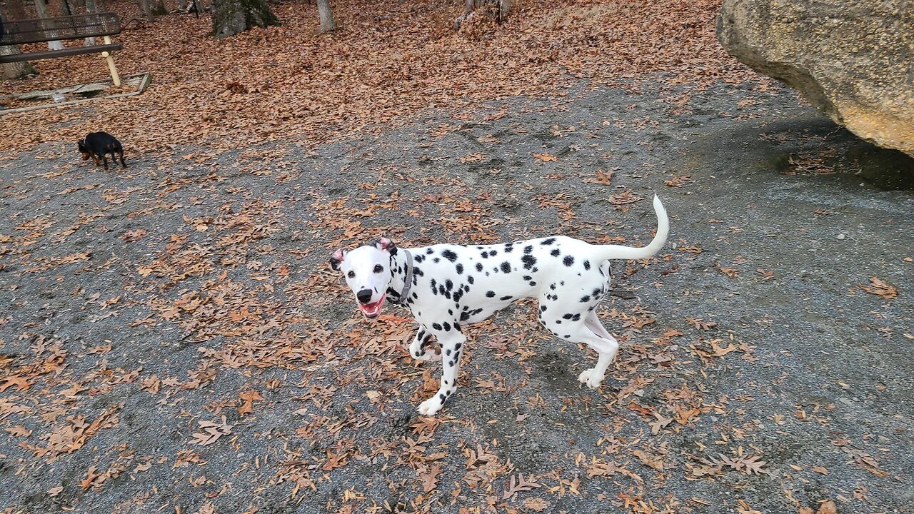 Luna Unleashing Her Full Power While Playing With Another Dog.