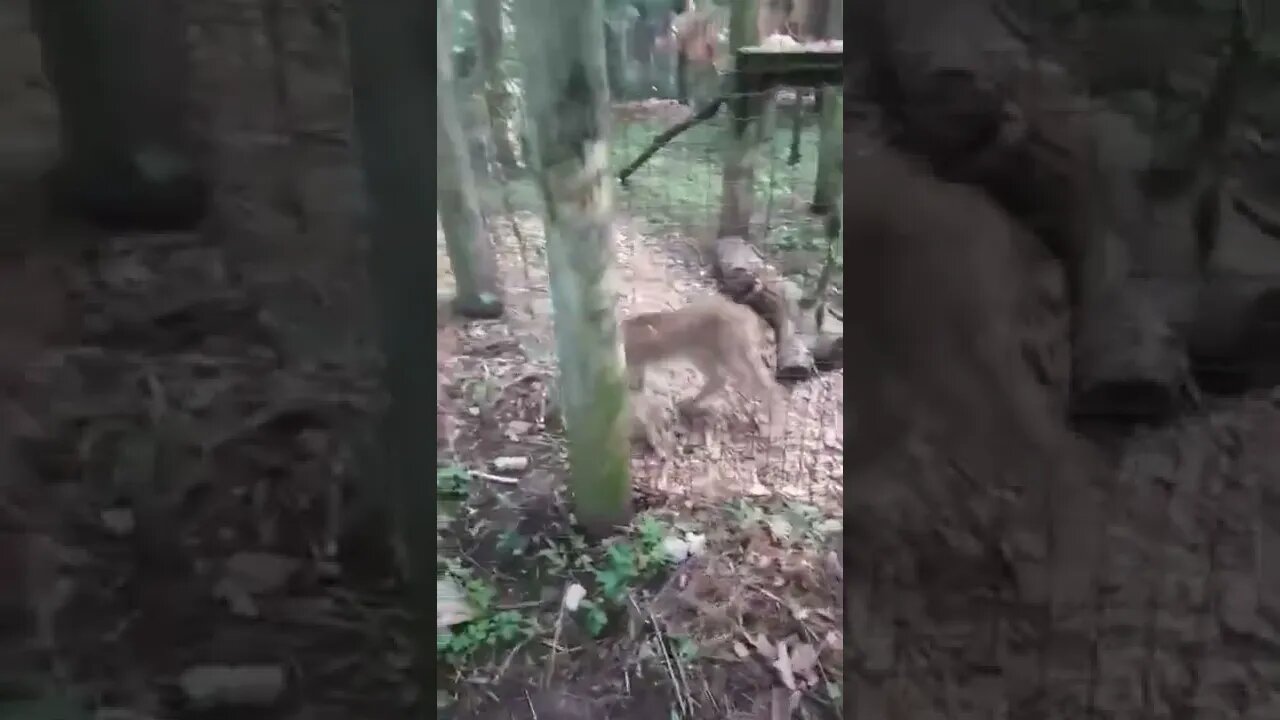 Lynx’s at the Toronto Zoo