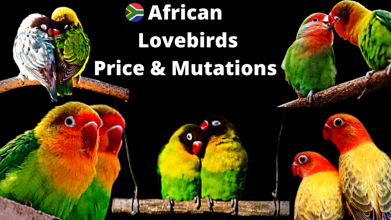 African Love Birds Price 2022 | Lovebird Different Mutations Names | লাভ বার্ড পাখির দাম