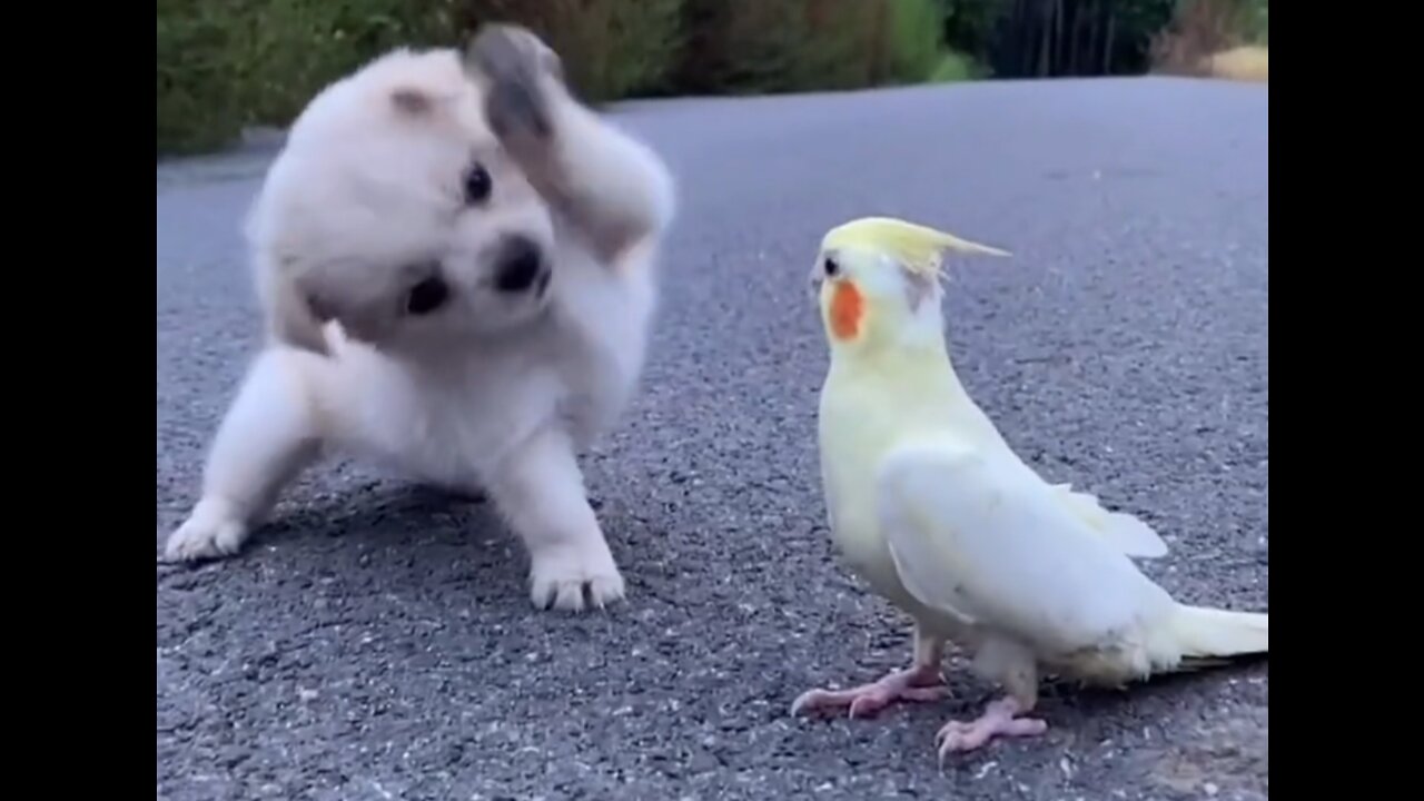 Cute dog Vs Parrot