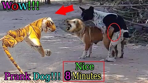 Funny with animals