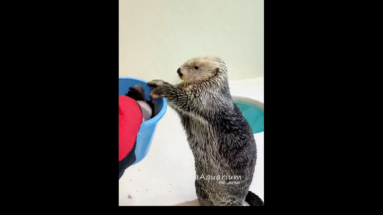 CUTEST SEA OTTER 🤩 CATCHING EGGS 🥚