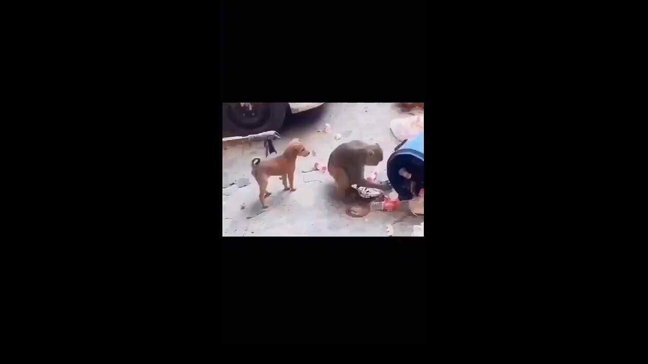 Animal Funny videos 🐵🐔🐶🐷