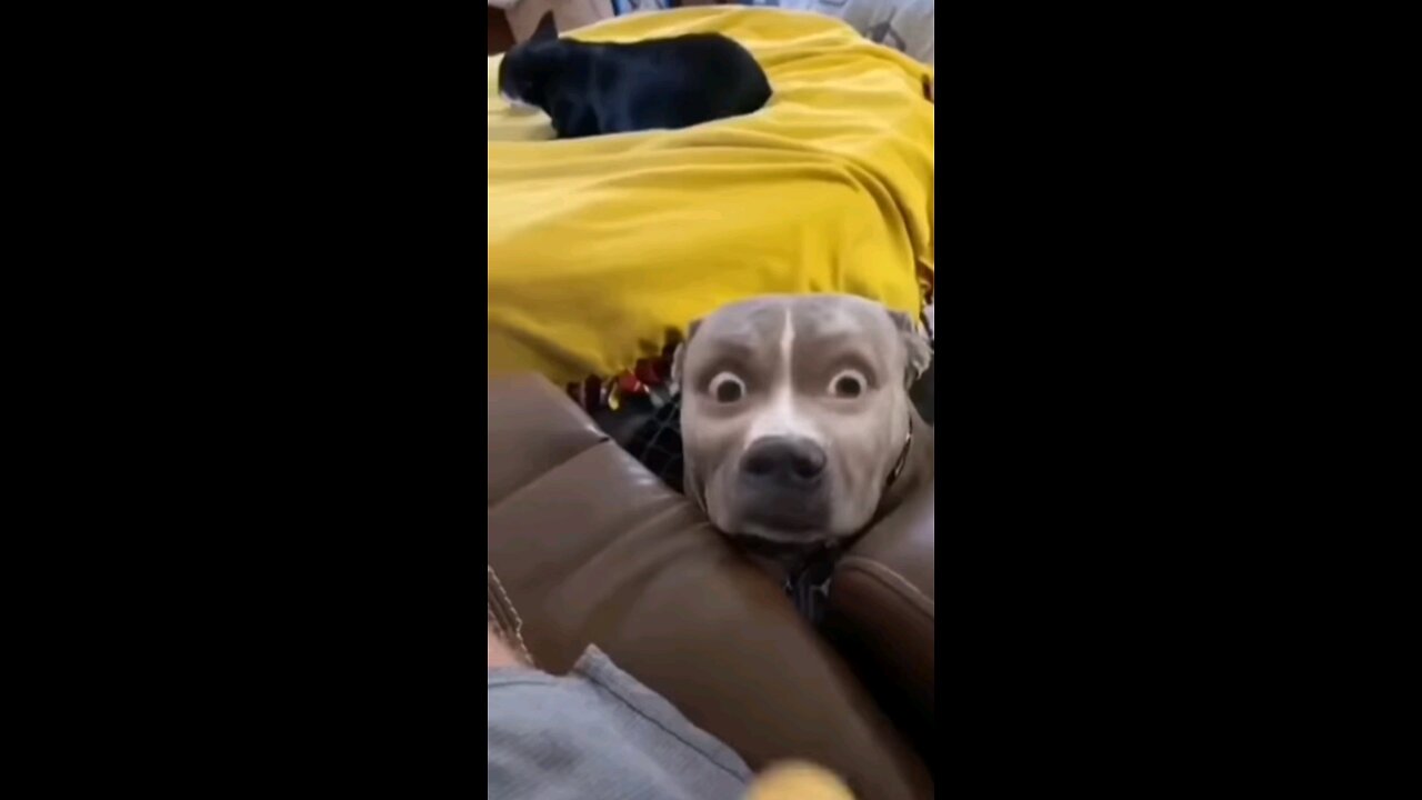funny dog video