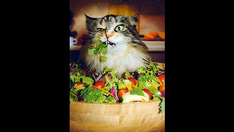 vegetarian cat🙀