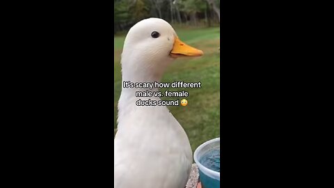 Interesting species 😂 🦆