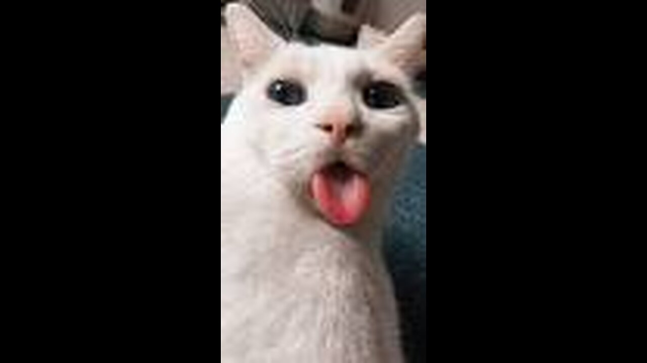 Funny Cat Video