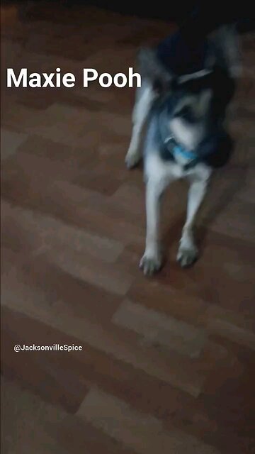 Let's Dance Maxie Pooh