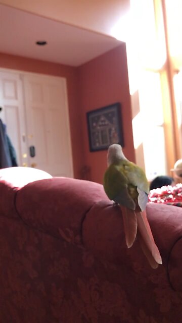 Green-Cheeked Conure flying in slow motion
