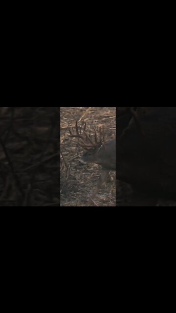 Biggest Missouri Buck We’ve EVER Hunted!