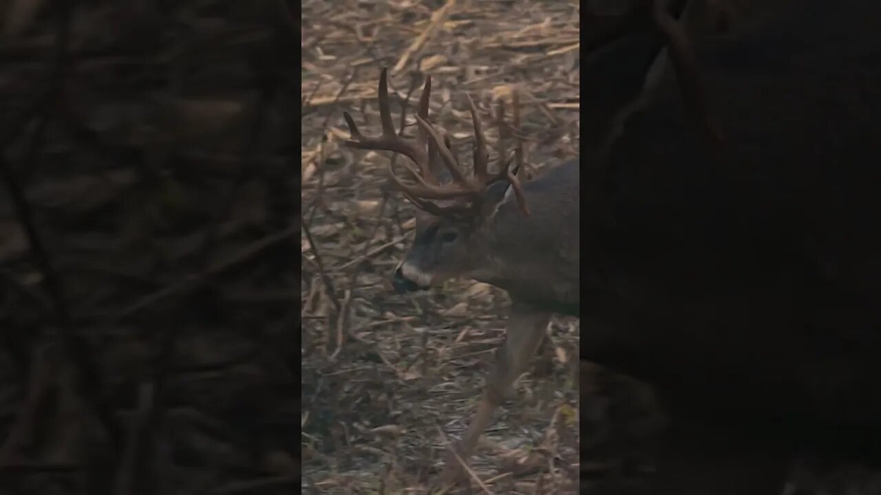 Biggest Missouri Buck We’ve EVER Hunted!