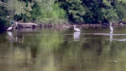 3 Great White Egrets in one spot 😊😍