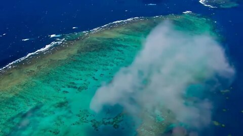 thousands of animals in the same ocean ~ 4