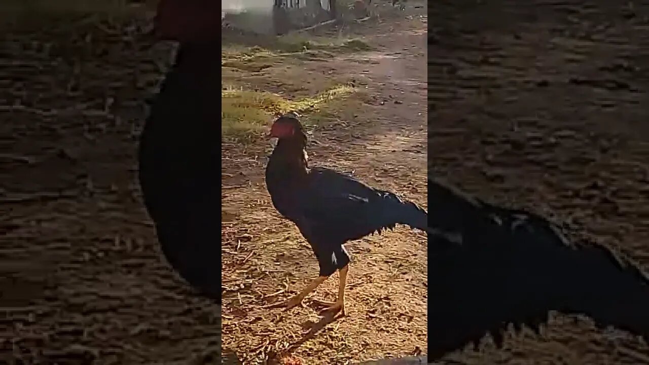 Não vou mostrar matando frango (mas o que vai para panela panela)#shorts