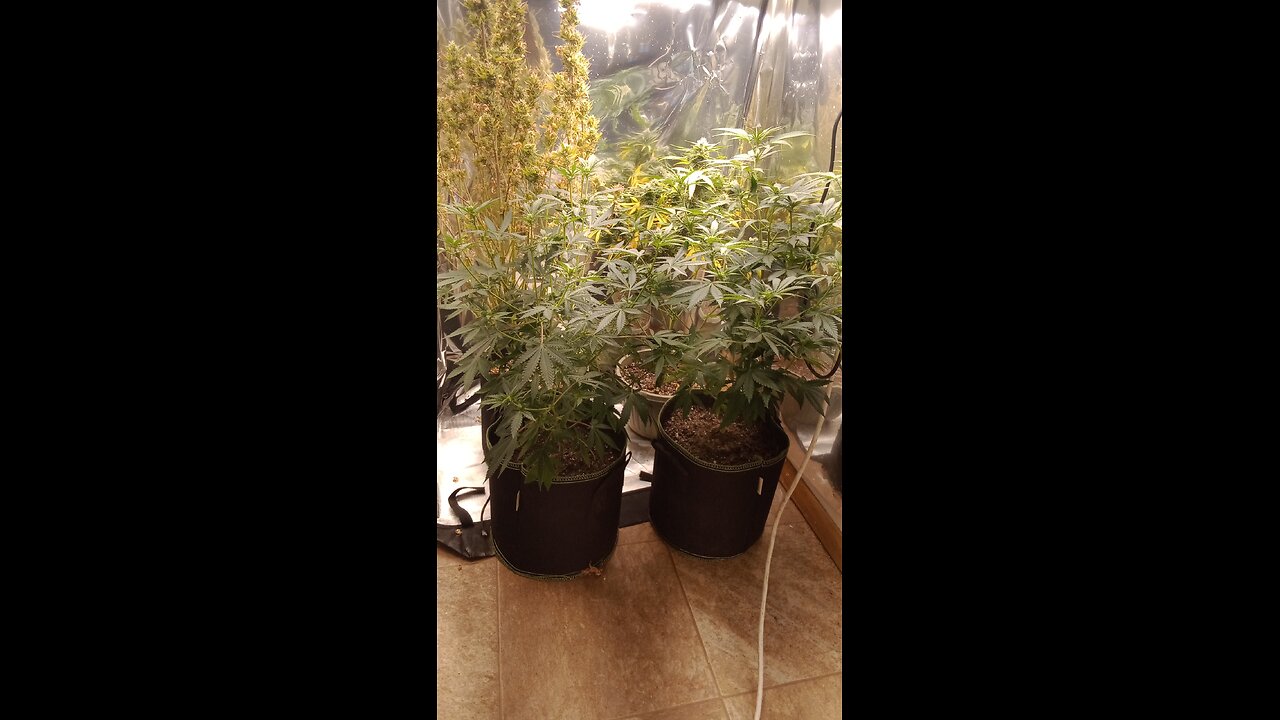 Beginner Autoflower Grows