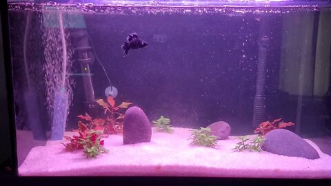 Small Tank new setup. Sand and live plants