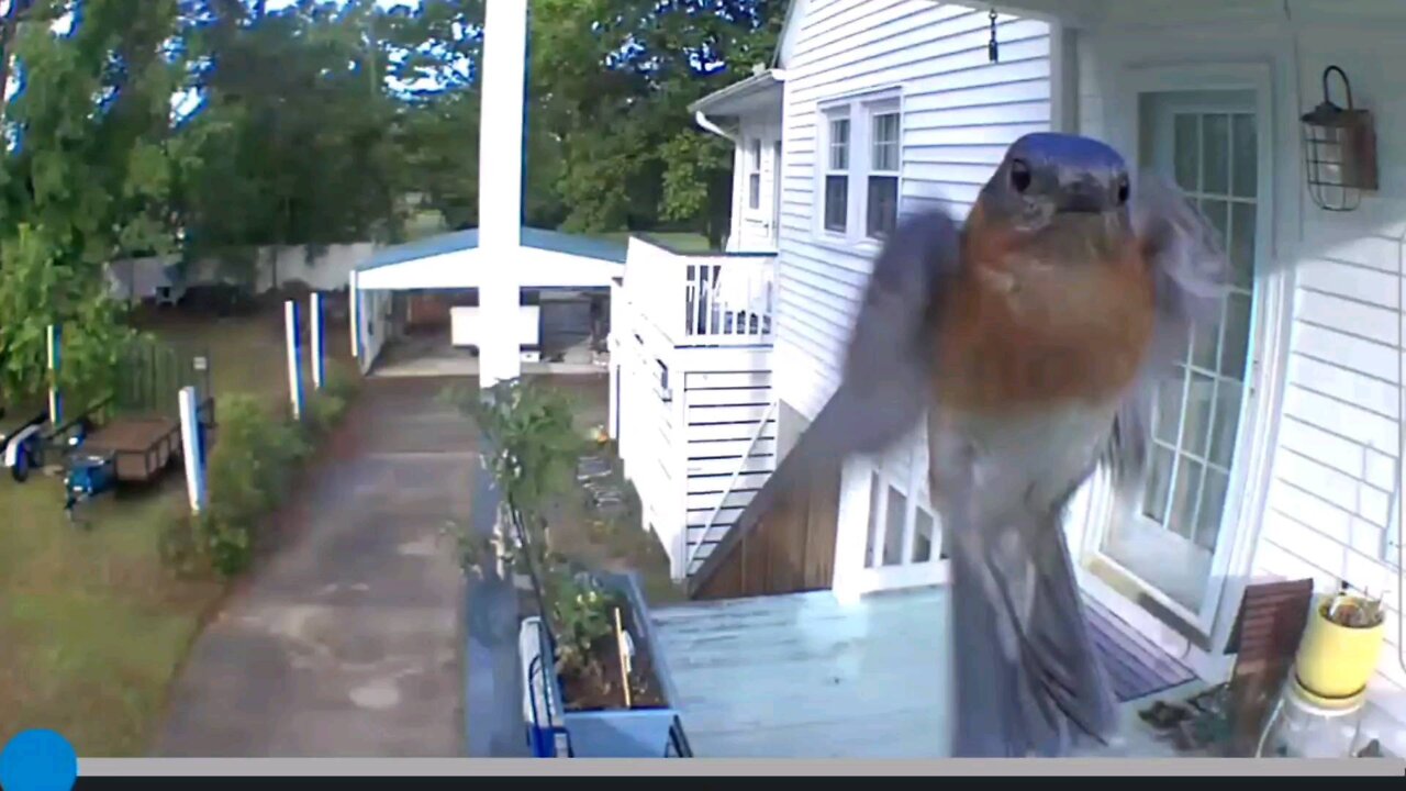 BIRD DETERRED-LAUGH