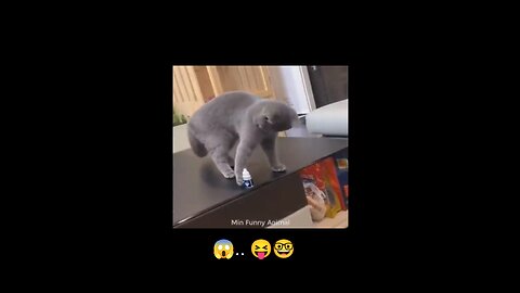 Danger 😱 video cat 🐱 dog 🐕 fite #cat #dog