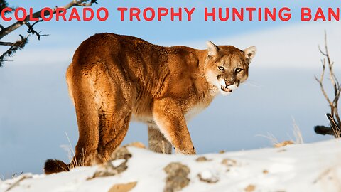 Colorado Trophy Hunting Ban