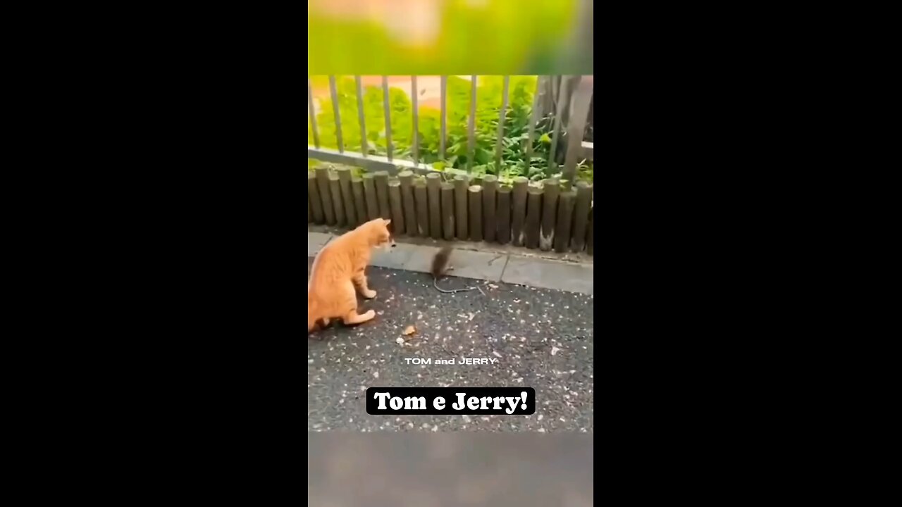 Crazy Tom & Jerry